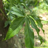 Syngonium angustatum Schott